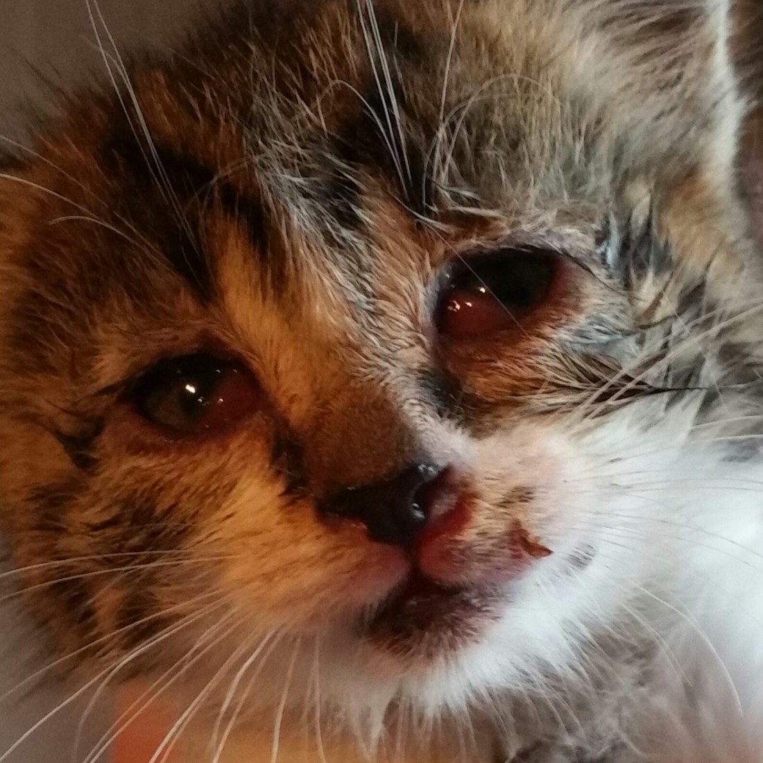 Tiny sick kitten dumped by roadside Donegal News