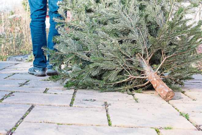 Council Announces Details For Christmas Tree Recycling Donegal News