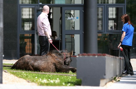 The horse is cared for after wandering into the grounds of the Radisson Hotel, Letterkeny, last week.