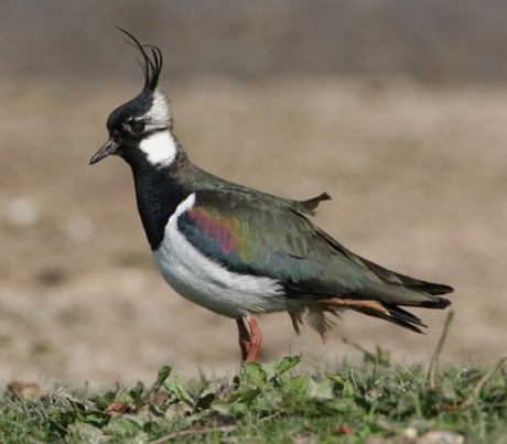 Lapwings are very vulnerable to predators as they are ground-nesting birds.
