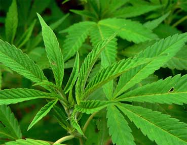 Donegal TD says current cannabis laws are ‘a waste of Garda time ...