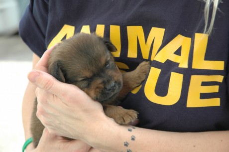 Animal-Rescue-1024x680