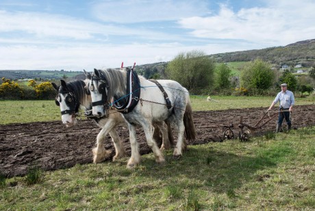 Martin Mullen ploughing with Tom and Charlie outside Letterkenny on Saturday evening last.   Photo: Clive Wasson