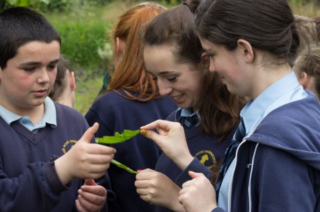 Students from Gortahork learning about  trees and their leaves at Cluain na dTor.