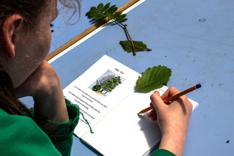A young student from Caiseal na gCorr sketches the leaves she has learned about at Cluain na dTor.