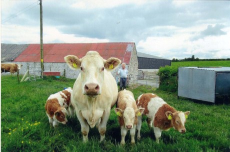 Edward Toye, Carricknamart, Manor with his triplet calves Becky, Jane and James.