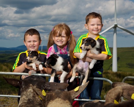 Oisín Robinson (age 6); Harper O'Donnell (age 5); Fíonn Robinson (age 4) with 7 week old, Border Collie pups, Ben, Lass and Roy at the launch of the Irish National Sheep Dog Trials.