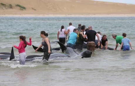 Local people trying to coax the whales back to sea.