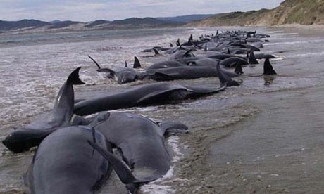 The whales which beached in Falcarragh.