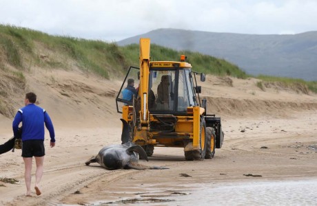 One of the dead whales is removed for burial.