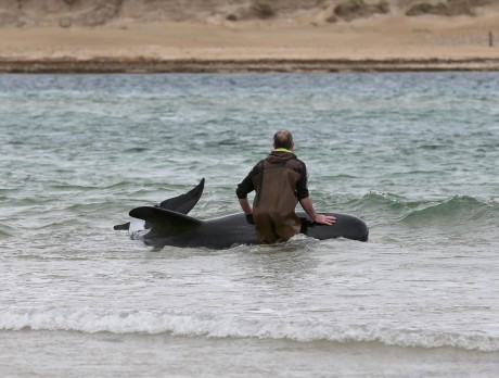 One of the stranded whale sis helped back into the water.