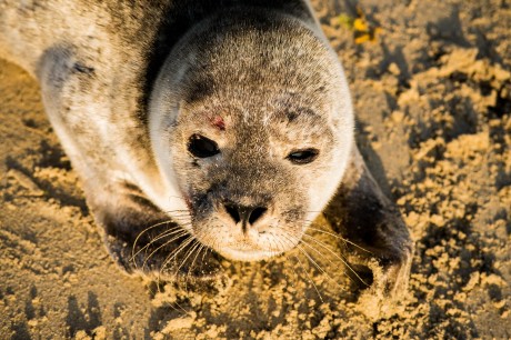 The injured seal found on Magheraroarty Beach last weekend. Photo: Courtesy of Aodhan Gallagher