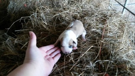 One of the helpess puppies born on a mountain