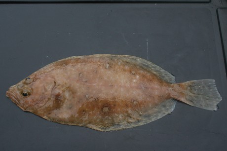 What a megrim fish looks like