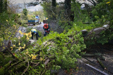 Council staff cut their way through an old tree following a recent storm. Photo Brian McDaid