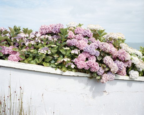Linda Brownlee's Hydrangea. Festival highlights include a range of talks, workshops and exhibitions sure to interest professional and amateur photographers alike.