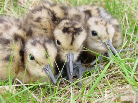 Curlew chicks. Photo by Hugh Insley.