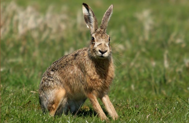 hare