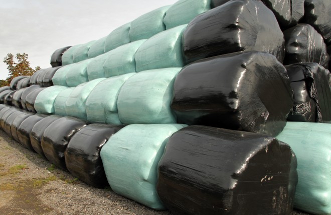 Wrapped bales of silage