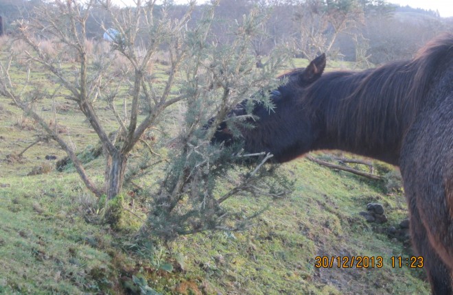 Due to lack of grass and supplementary feed, the horses were forced to eat bushes.