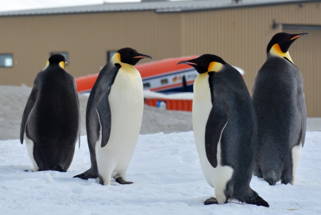 Emperor penguins beside our runway with the hangar behind. Never seen in Carrickfinn !