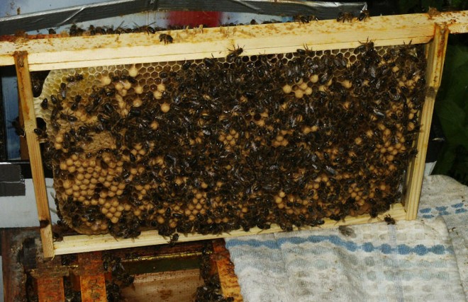 Native Irish Honey Bees at work.