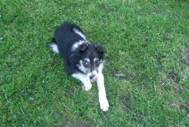 Teddy the dog, who has been missing from Letterkenny since Sunday, June 19.
