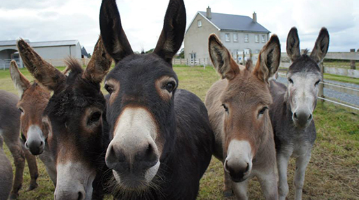 FT5S-donegal-donkey-sanctuary-group-facebook