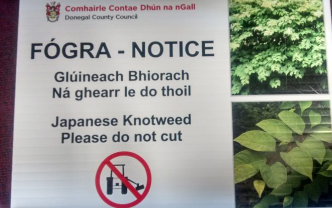 A notice from Donegal County Council regarding Japanese Knotweed.