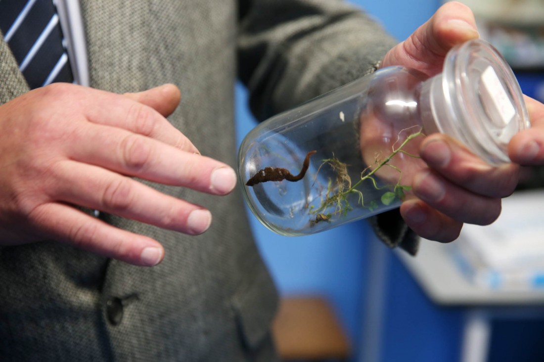 New Zealand flatworm quits Ramelton for Letterkenny Donegal News