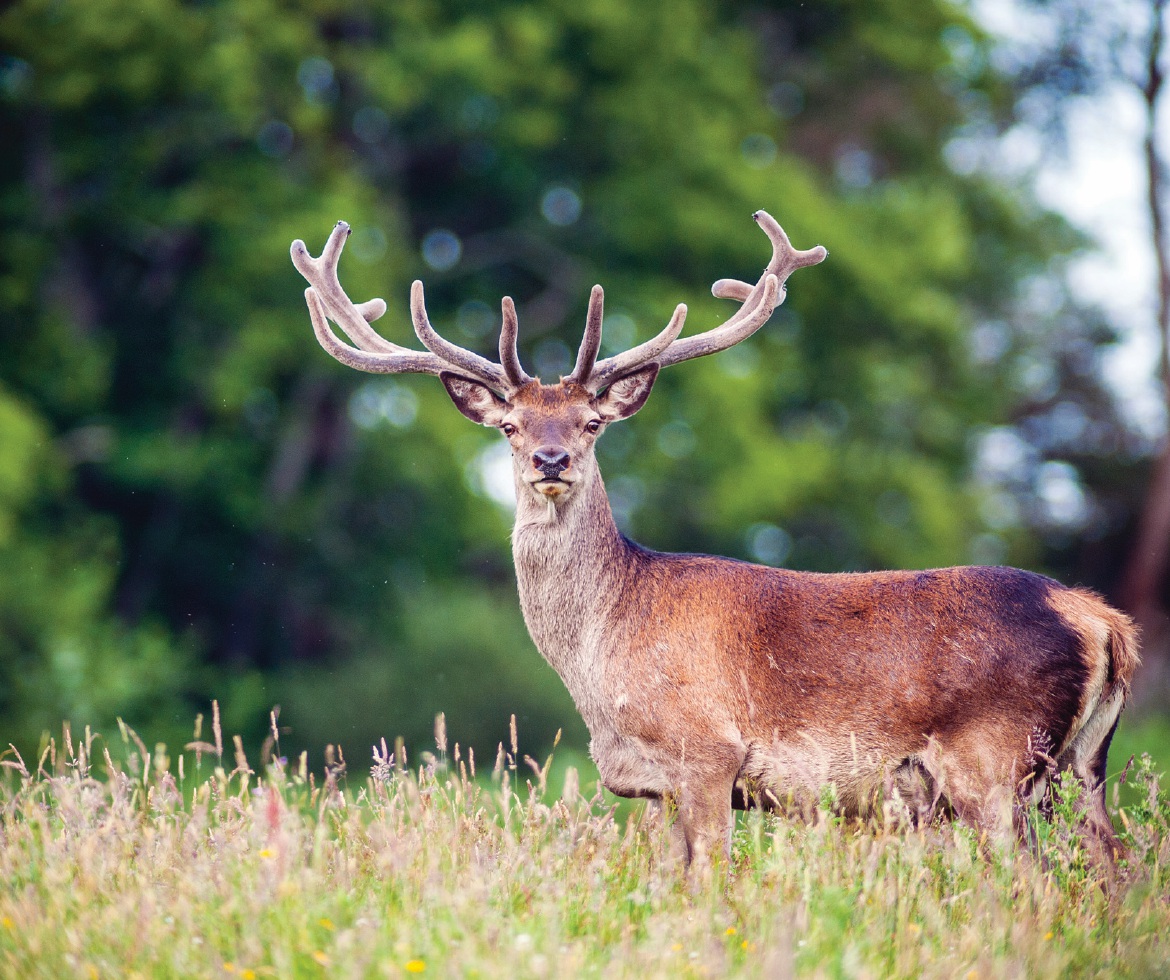 Motorists warned to be aware of deer rutting season - Donegal News